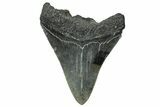 Serrated, Fossil Megalodon Tooth - South Carolina #324302-1